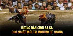 Hướng Dẫn Chơi Đá Gà Cho Người Mới Tại Nohu90 Dễ Thắng