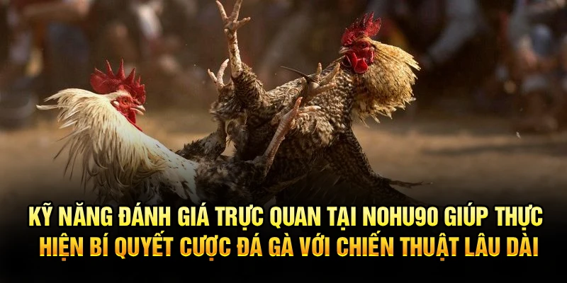 Kỹ năng đánh giá trực quan tại Nohu90 giúp thực hiện bí quyết cược đá gà với chiến thuật lâu dài