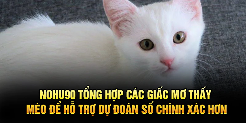 Nohu90 tổng hợp các giấc mơ thấy mèo để hỗ trợ dự đoán số chính xác hơn
