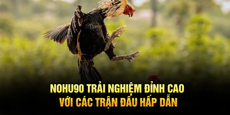 Nohu90 trải nghiệm đỉnh cao với các trận đấu hấp dẫn