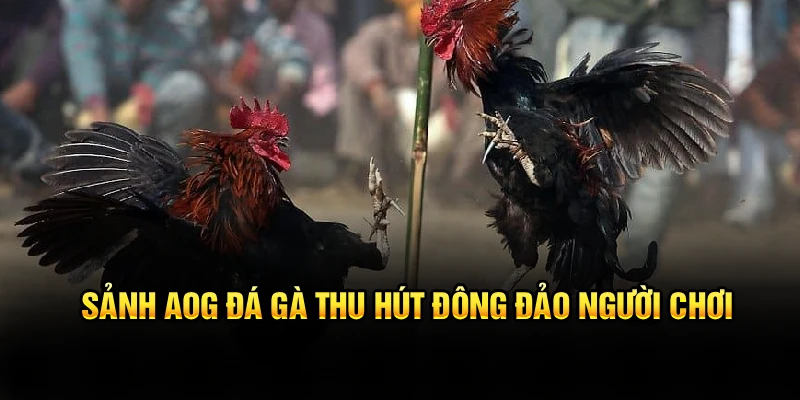 Sảnh AOG đá gà thu hút đông đảo người chơi