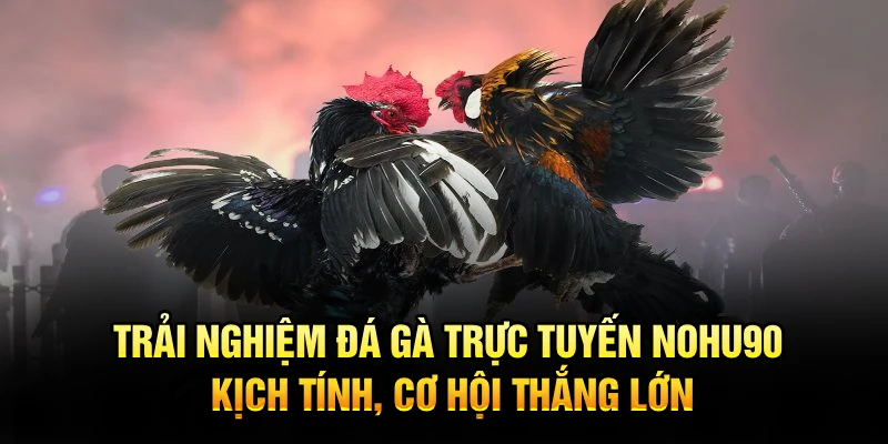 Trải nghiệm đá gà trực tuyến Nohu90 kịch tính, cơ hội thắng lớn